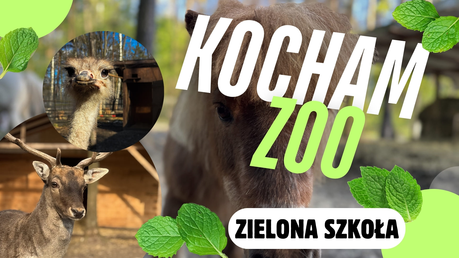 KOCHAM ZOO ZIELONA SZKOŁA