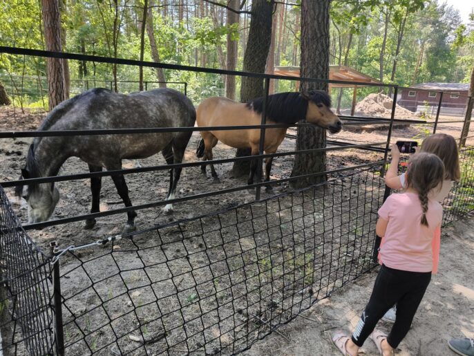 Konie Pod Kogutem2-min